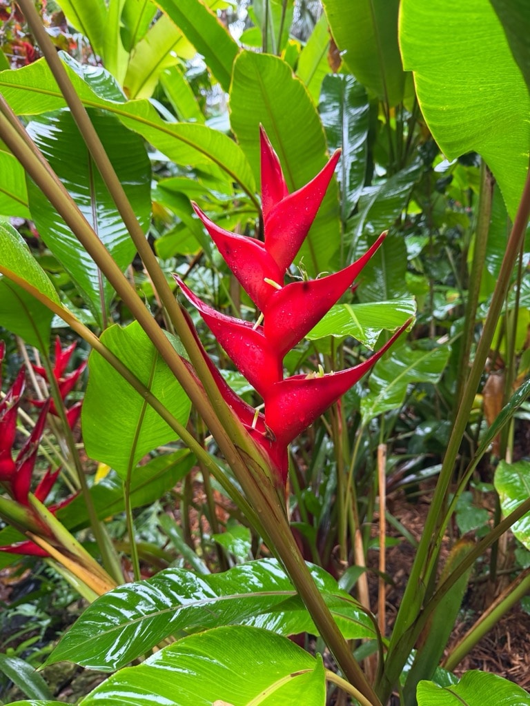Heliconia