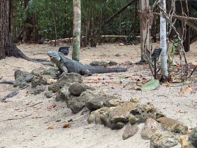 Blue Iguana