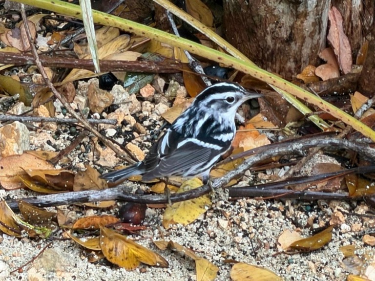 Black-and-white Warbler