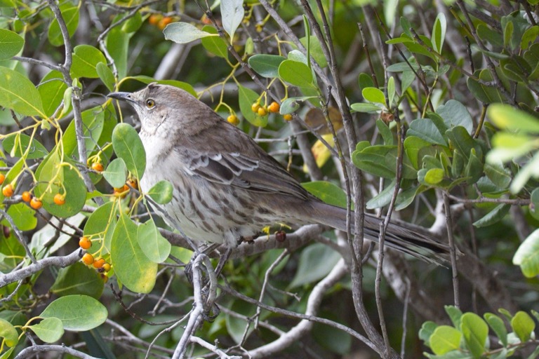 Bahama Mockingbird