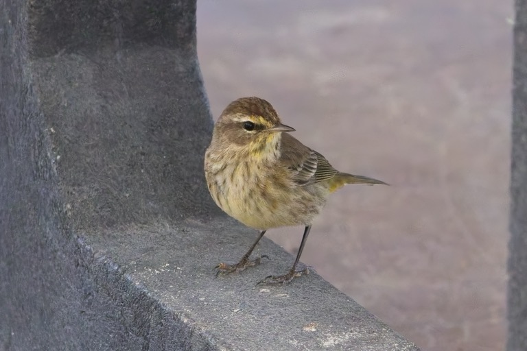 Palm Warbler