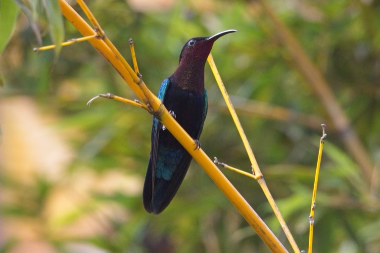 Purple-throated Carib