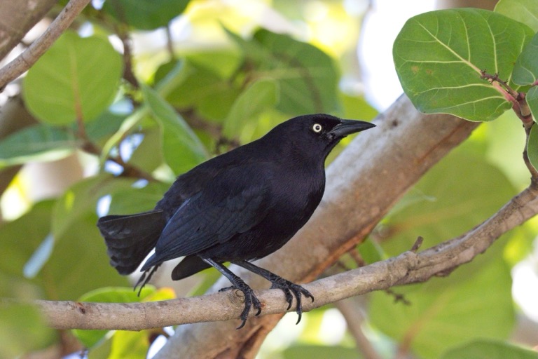 Carib Grackle