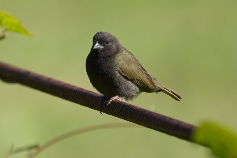 Black-faced Grassquit