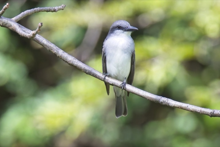 Gray Kingbird