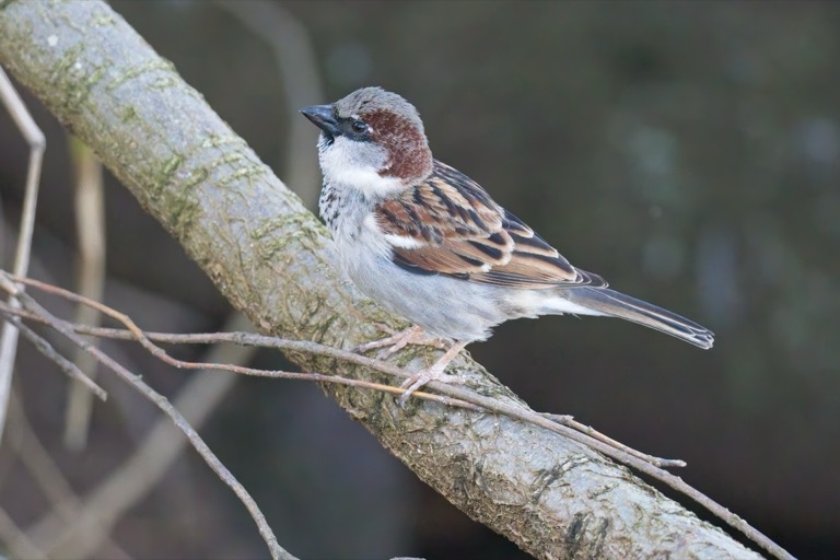 House Sparrow