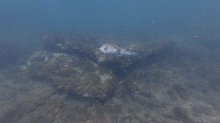 Spotted Porcupinefish