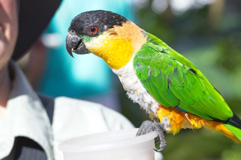 Black-headed Parrot
