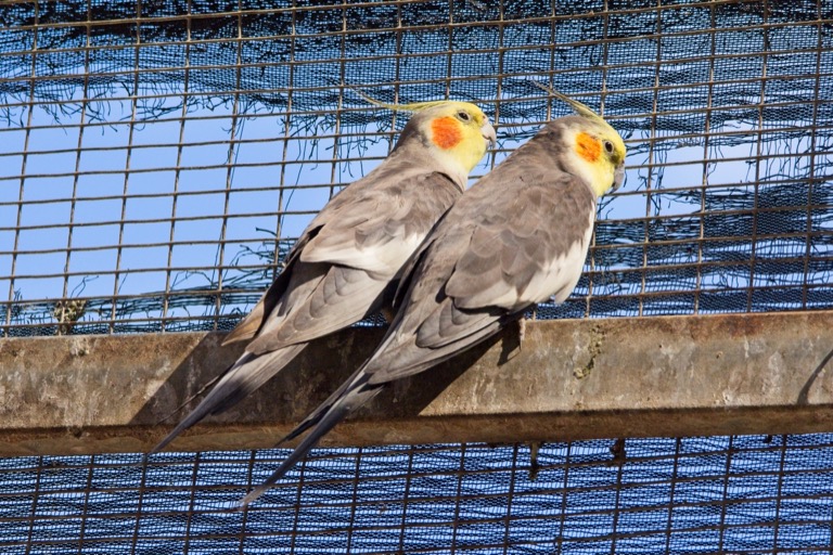 Cockatoos