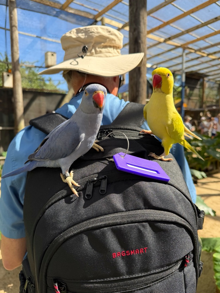 Indian Ring-necked Parakeets