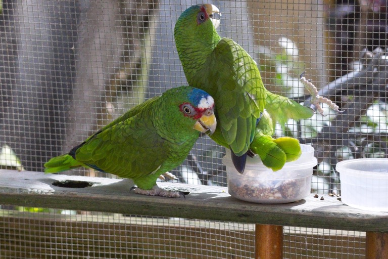 White-Fronted Amazons