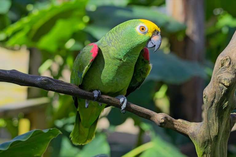 Yellow-crowned Amazon