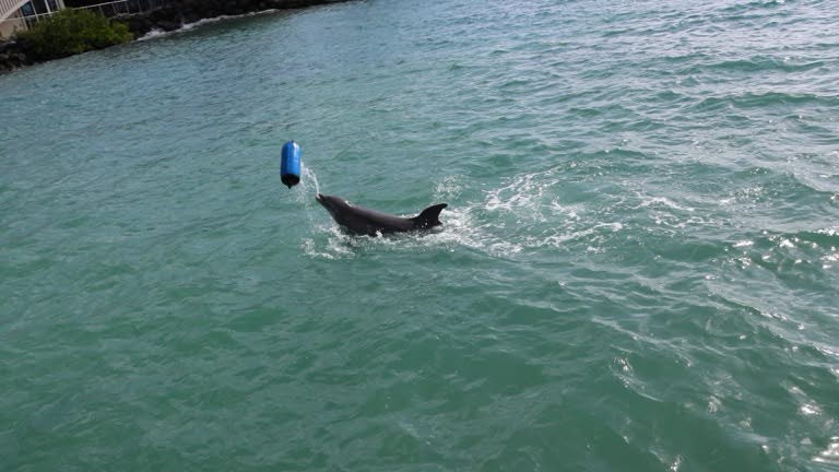 Dolphin playing with a float