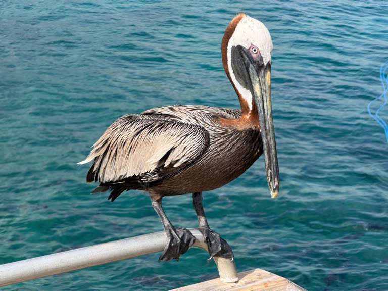 Pelican