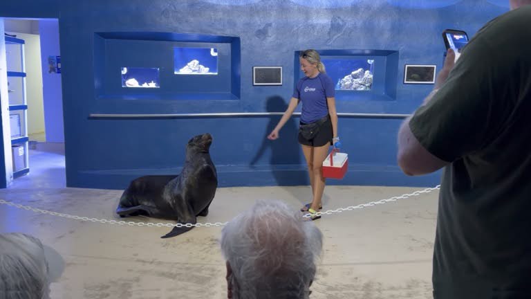 South American Sea Lion