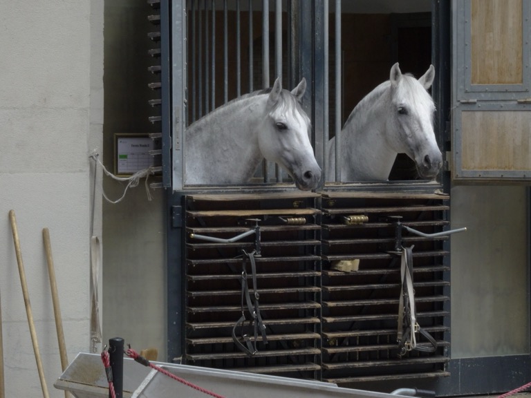 Lipizzaner Stallions