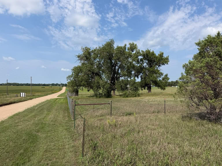 Cottonwood Trees