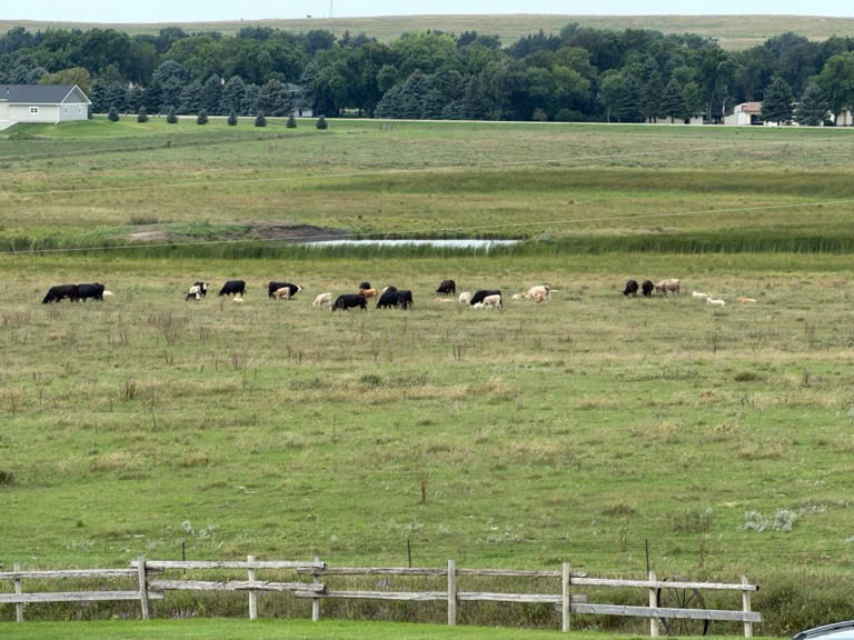 Cows
