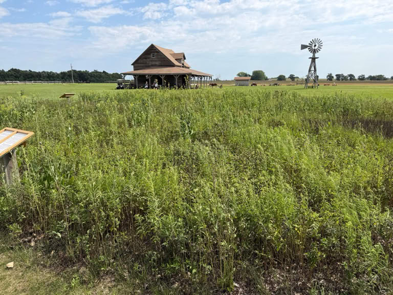 Ingalls House