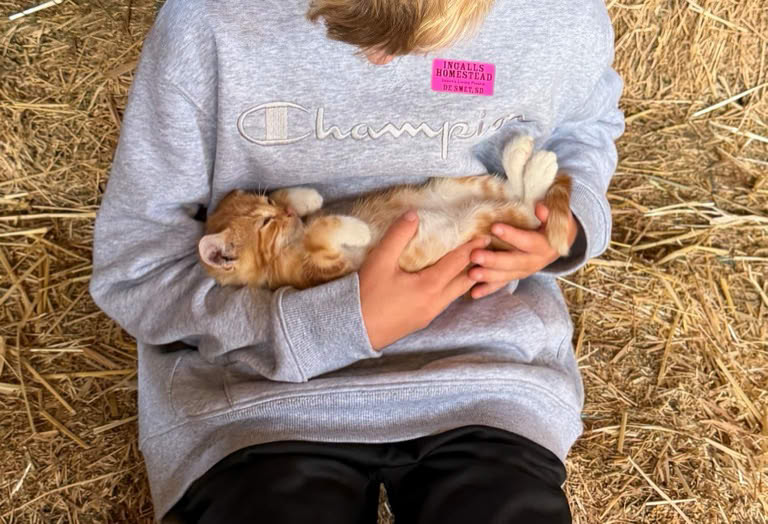 Kitten