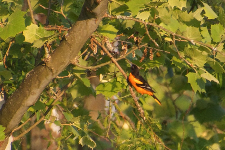 Baltimore Oriole