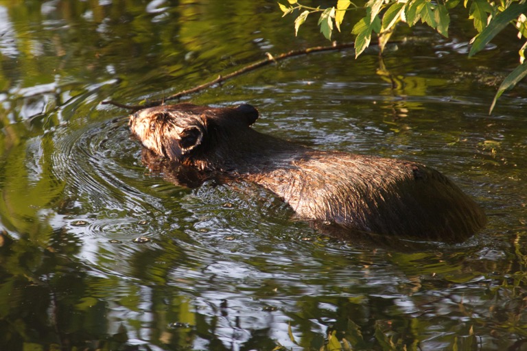 Beaver