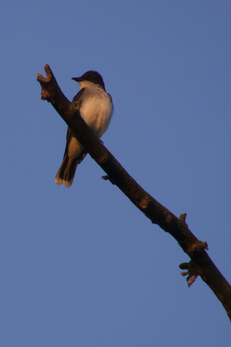 Eastern Kingbird