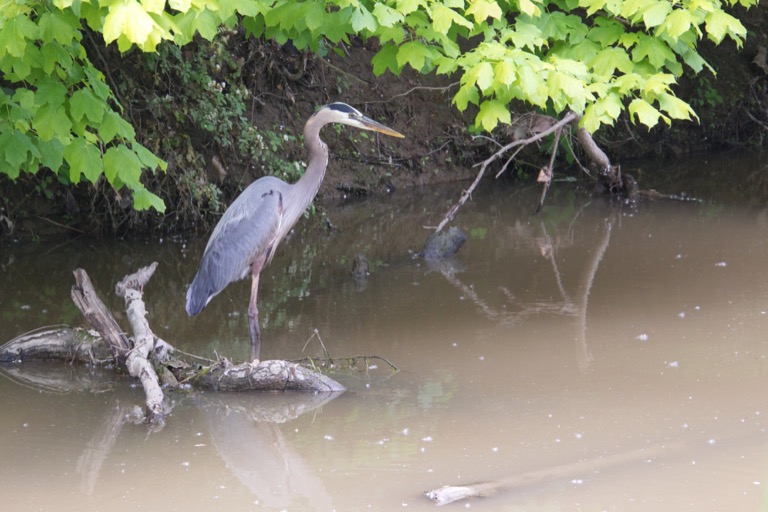 Great Blue Heron