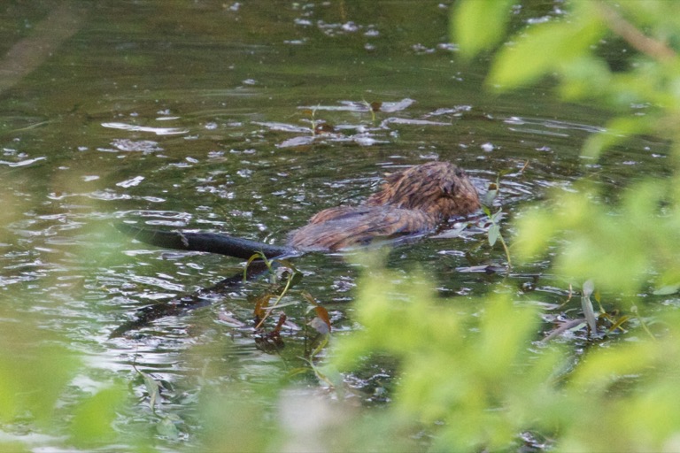 Muskrat