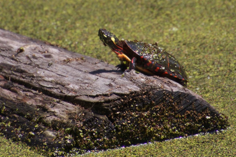 Painted Turtle