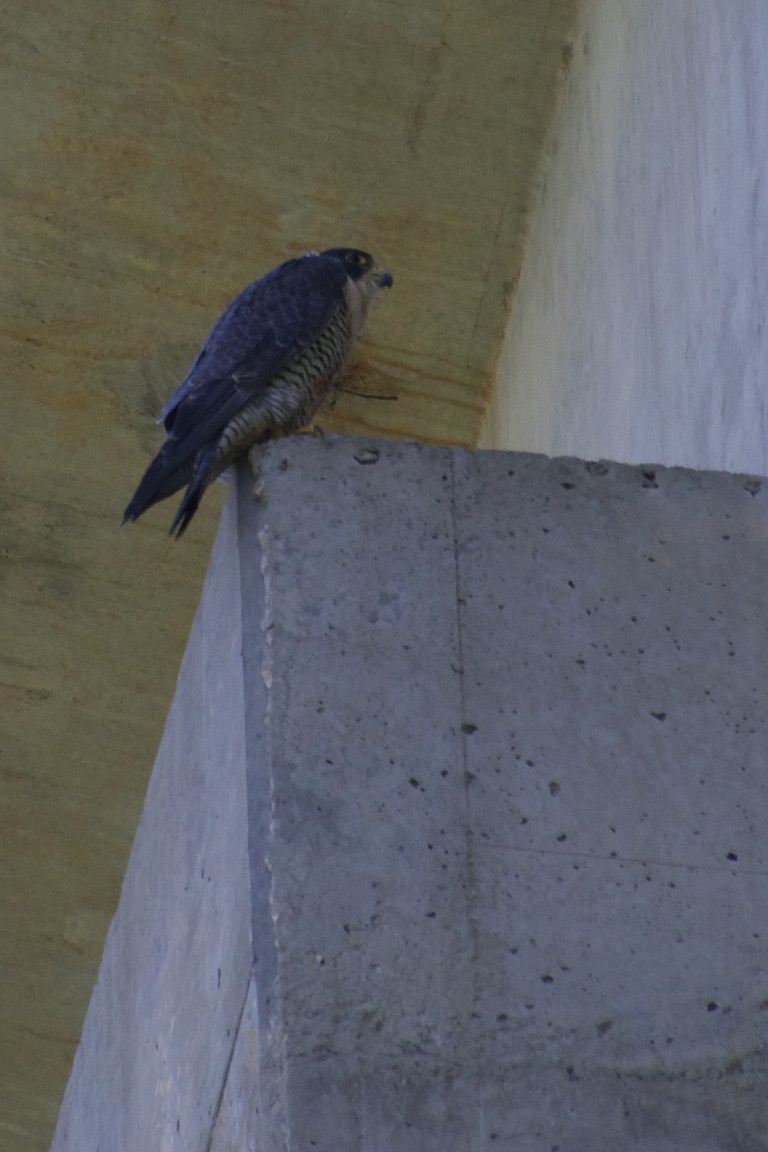 Peregrine Falcon