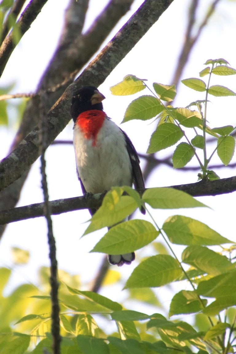 Rose Breasted Grossbeak