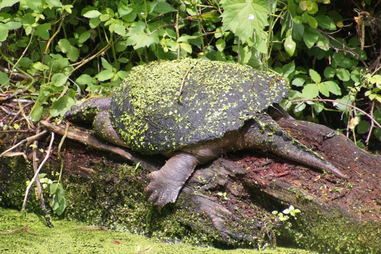 Snapping Turtle