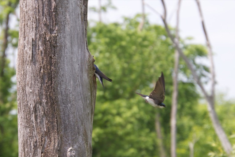 Tree Swallows