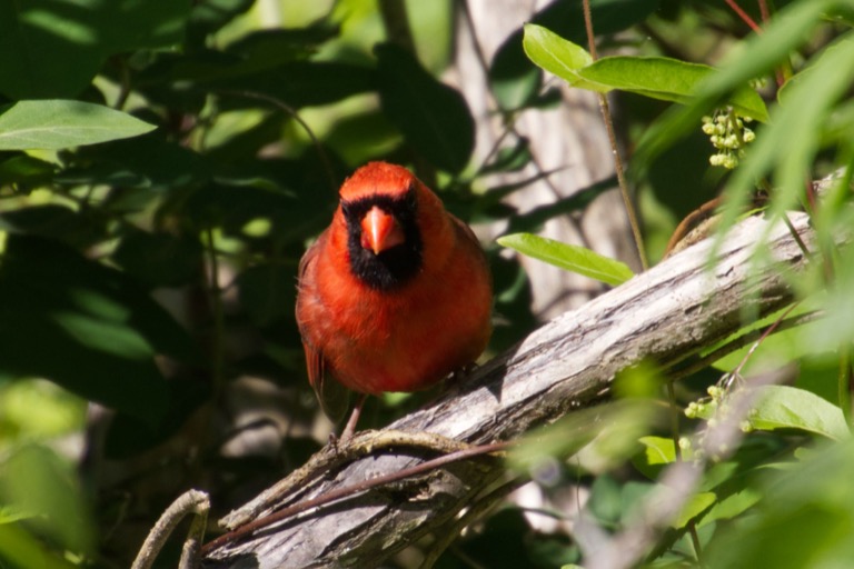 Cardinal