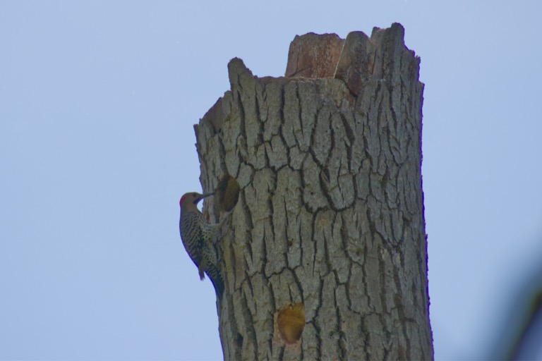 Northern Flicker