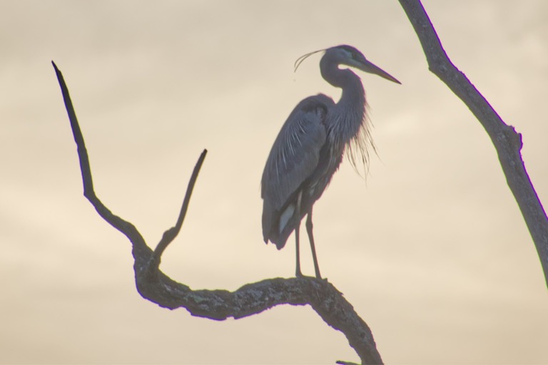 Heron at Sunset