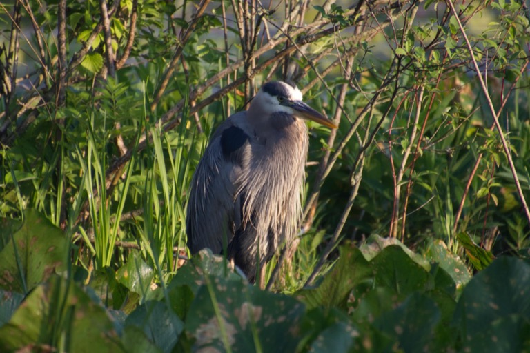 Great Blue Heron