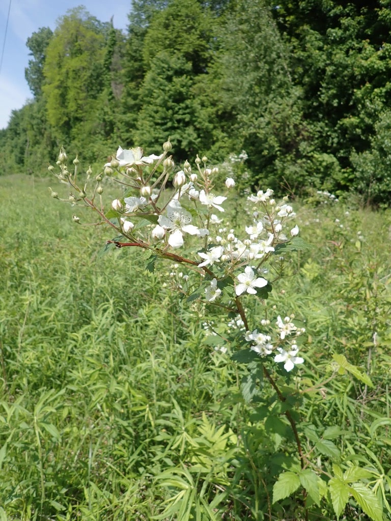 Alleghany Blackberry