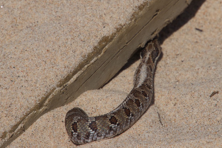 Eastern Hognose