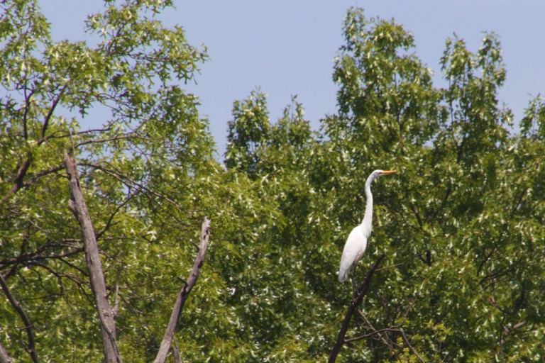 Egret