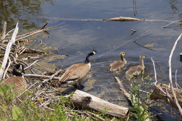 Geese with goslings