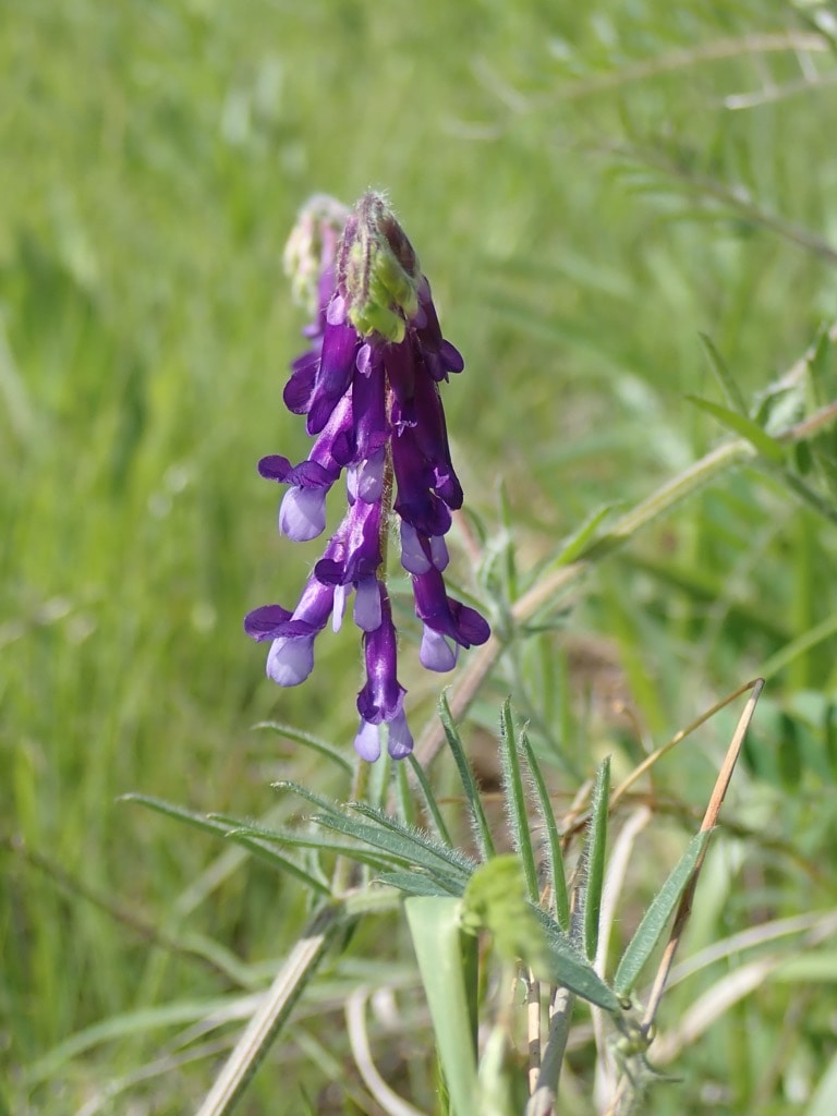 Hairy Vetch