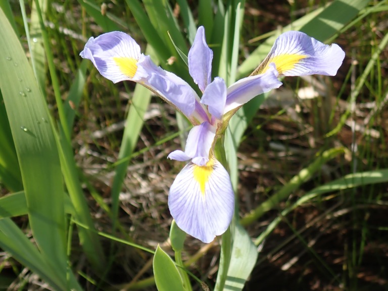 Southern Blue Flag