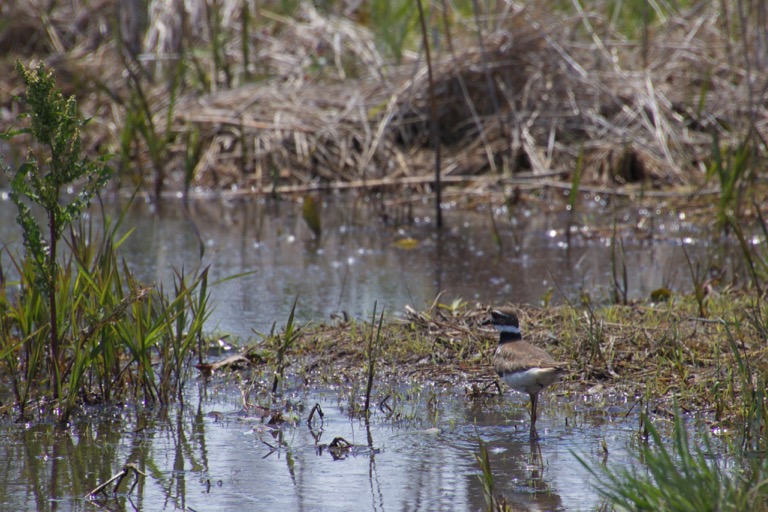 Killdeer