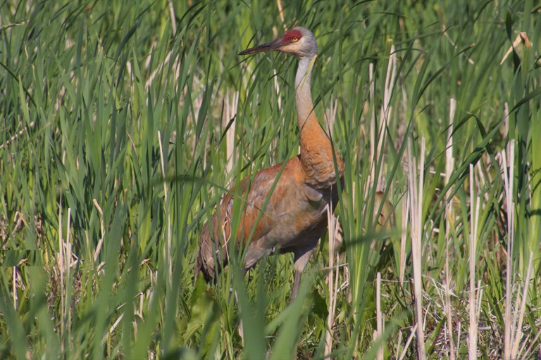 Sandhill Crane