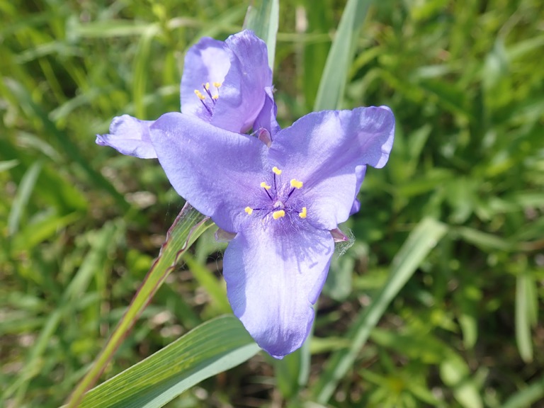 Spiderwort