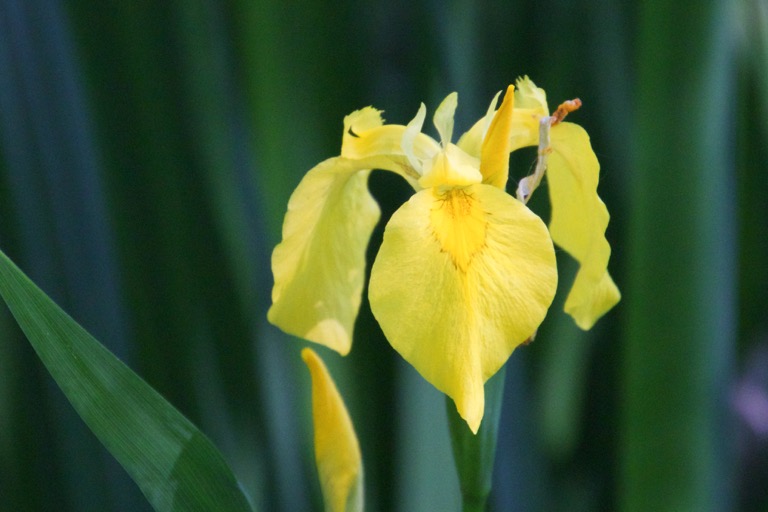 Yellow Iris