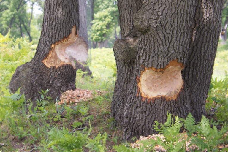 Beavers at work