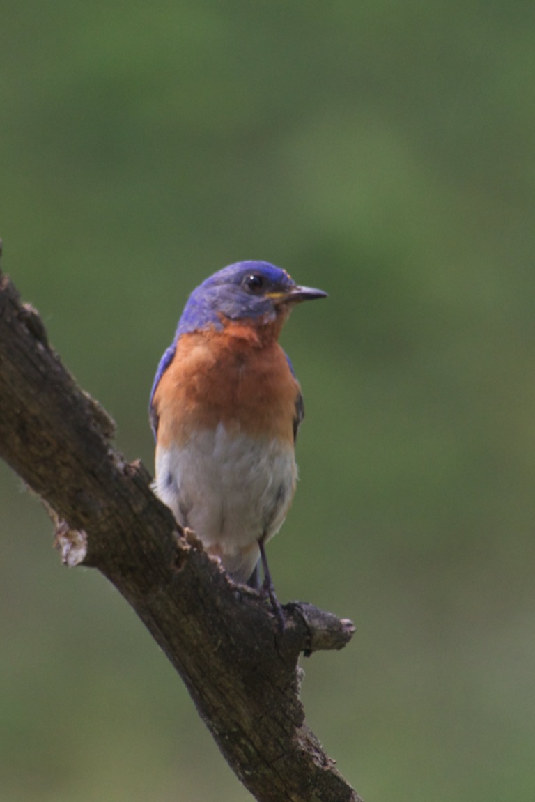 Eastern Bluebird